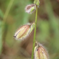 Crotalaria calycina Schrank